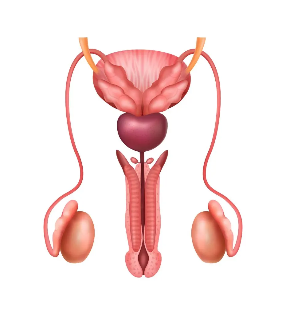ultrazvok prostate